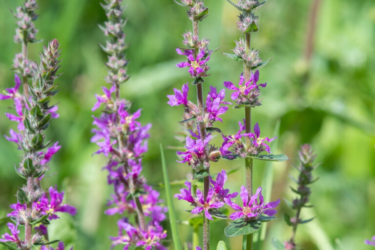 purple loosestrife (featured image)