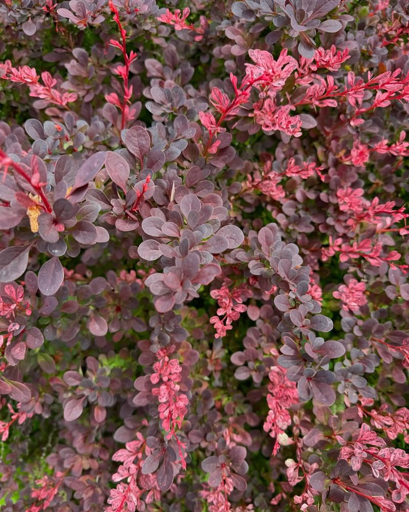 Japanese Barberry