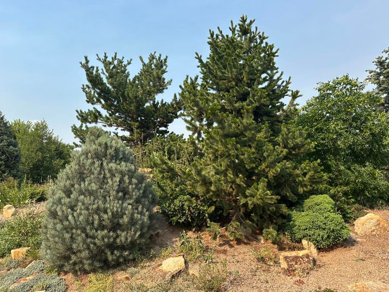 Create Windbreaks With Native Conifers