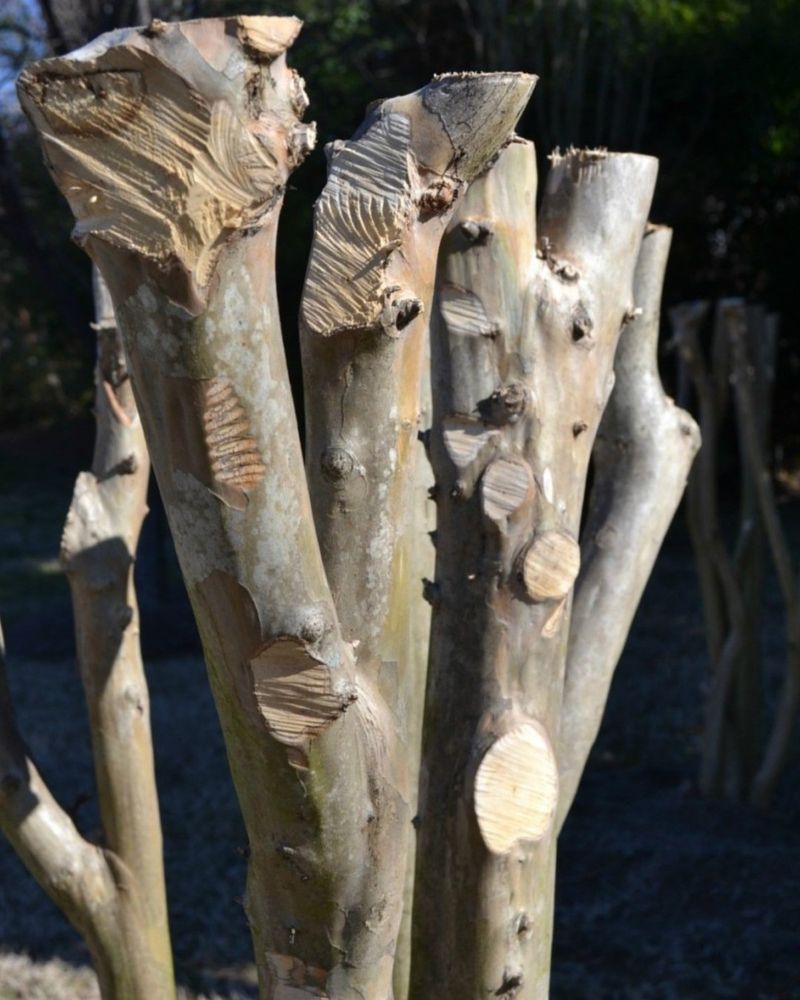 Crepe Myrtles Suffer From 'Crepe Murder'