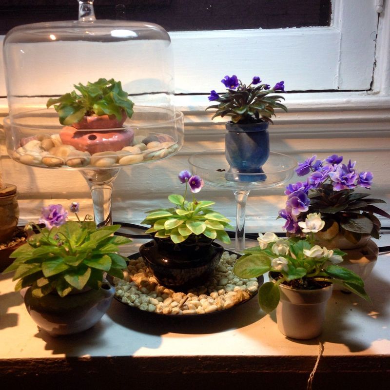 African Violets