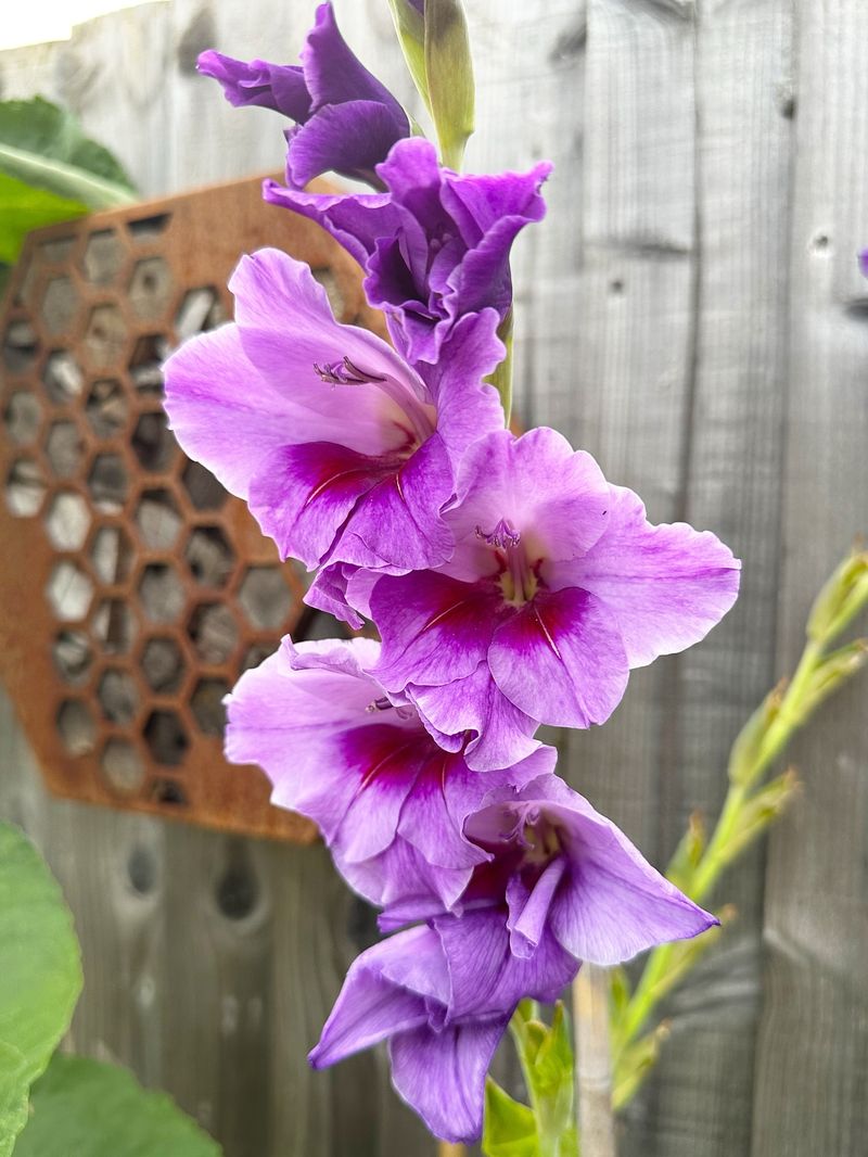 Gladiolus