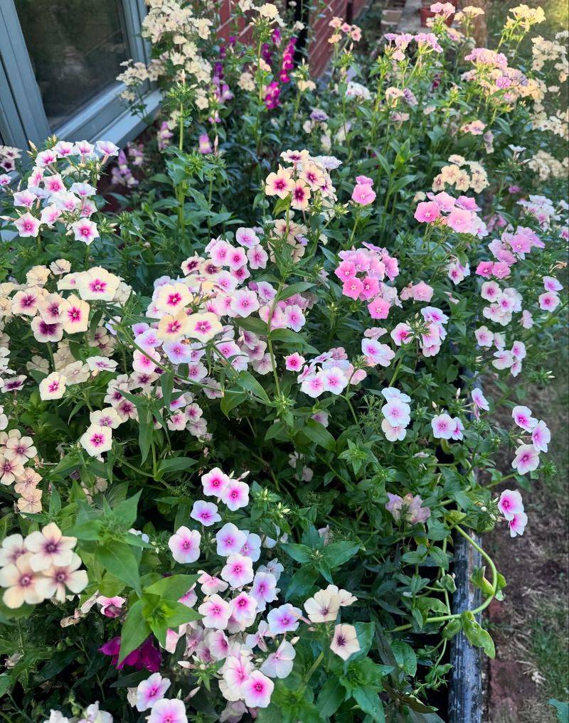 Annual Phlox