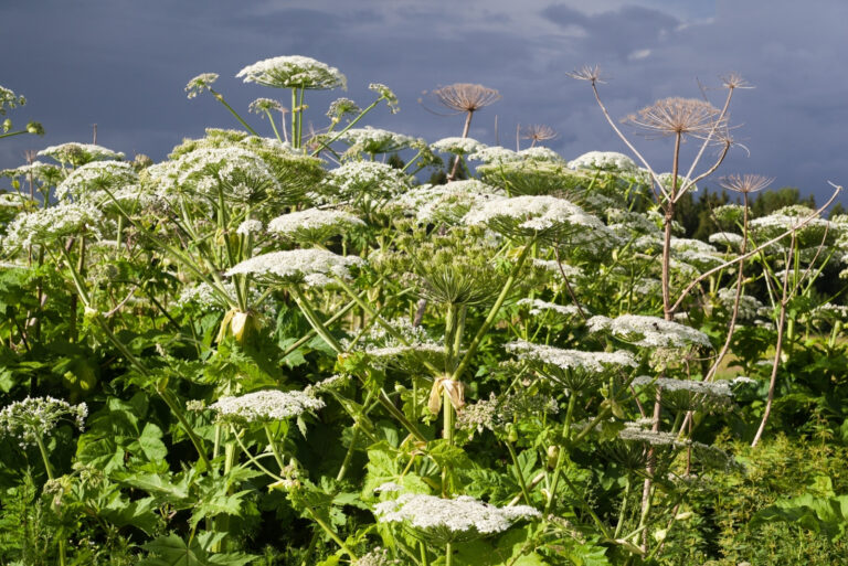 cow parsnip (featured image)