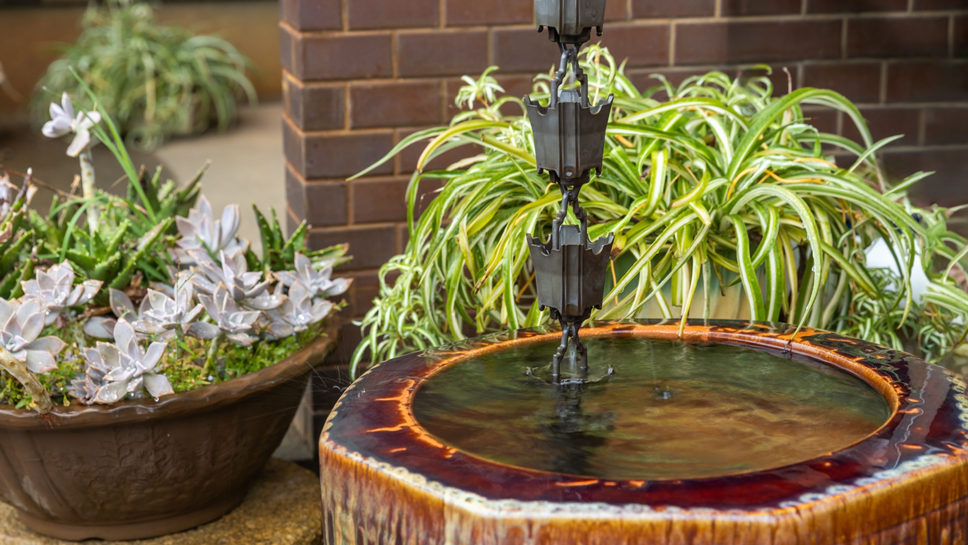 plant rain chain