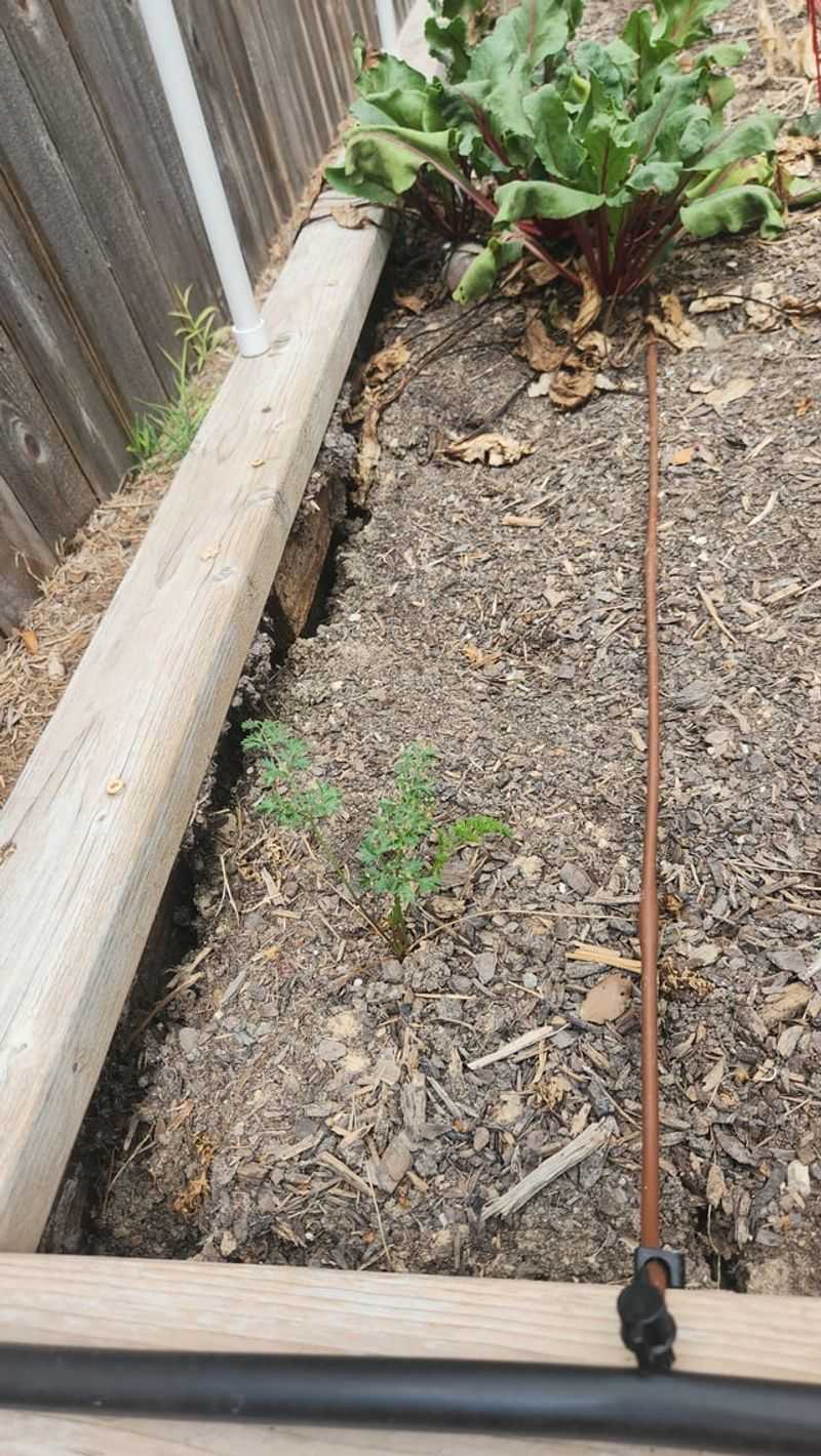 Soil Compaction Issues