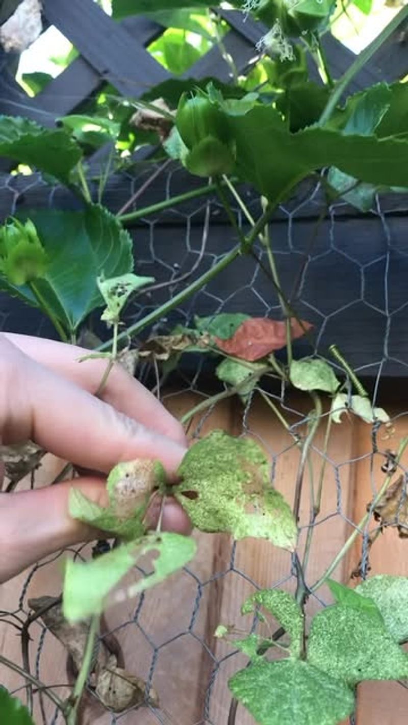 Spider Mites