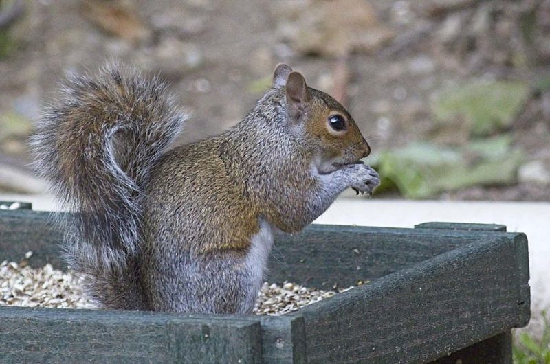 Spicy Solutions That Birds Don't Mind