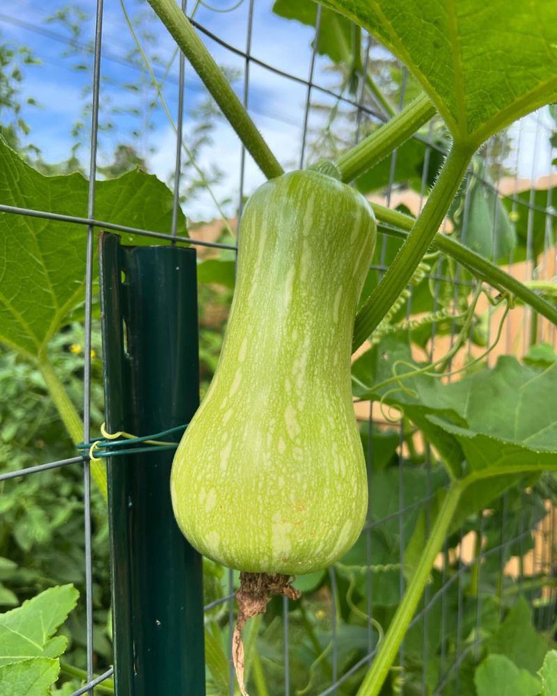 Preventing Vine Damage