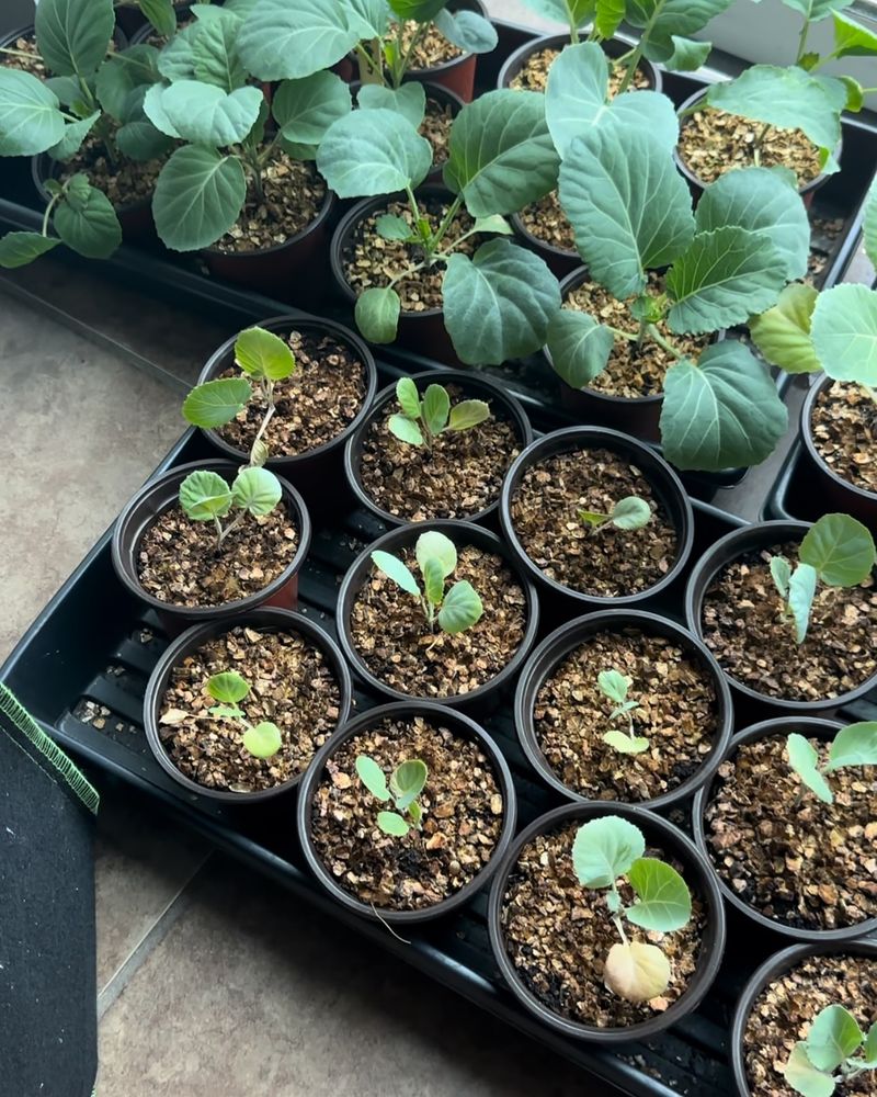 Start Seeds Instead Of Buying Mature Plants