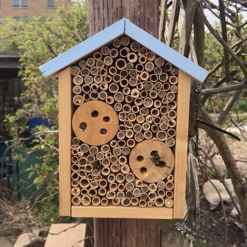 Mason Bee Habitat Garden