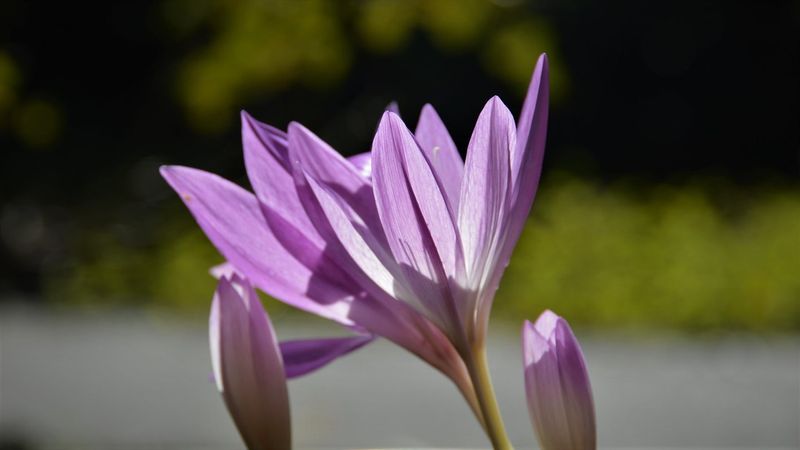 Autumn Crocus