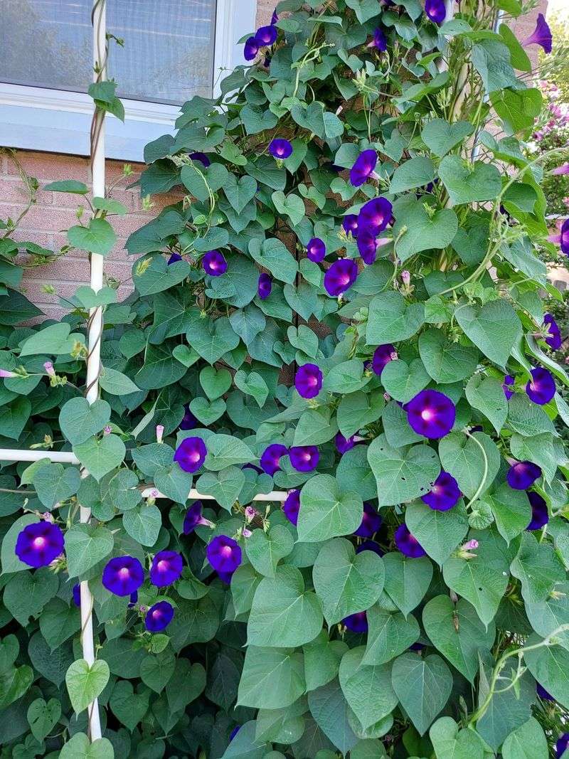 Morning Glories