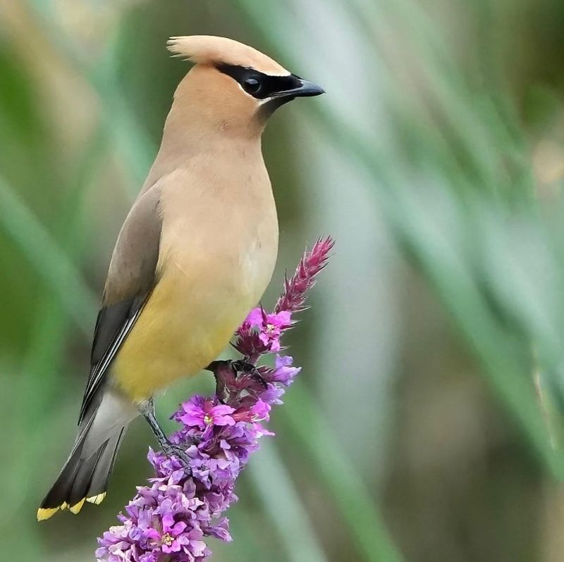 Cedar Waxwing: Nature's Watercolor