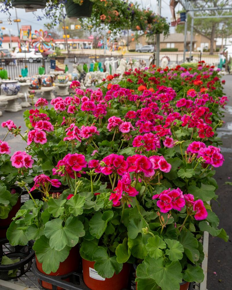 Geraniums