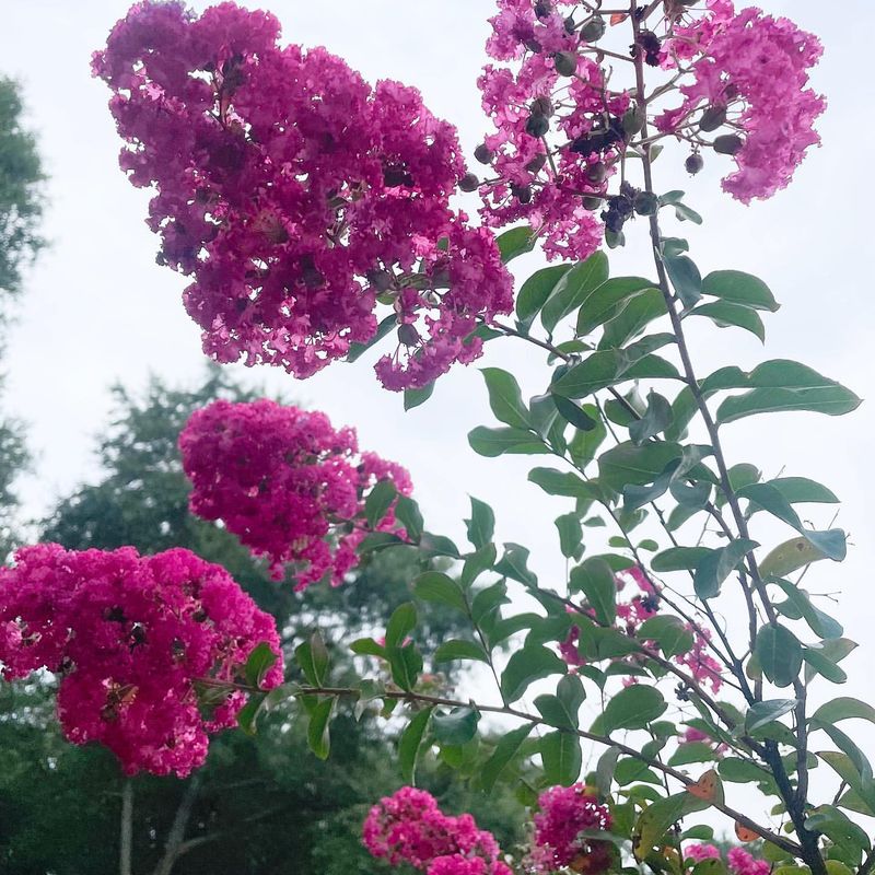 Crepe Myrtle's Deceptive Mature Size