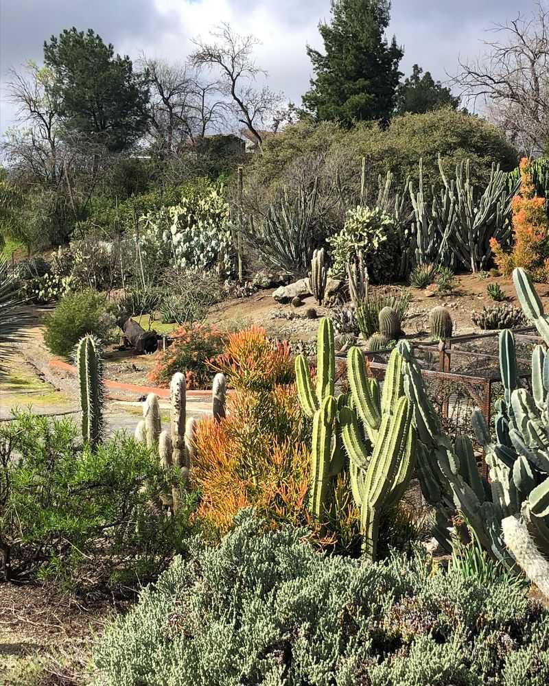 Desert Garden: Sculptural Succulents And Cacti