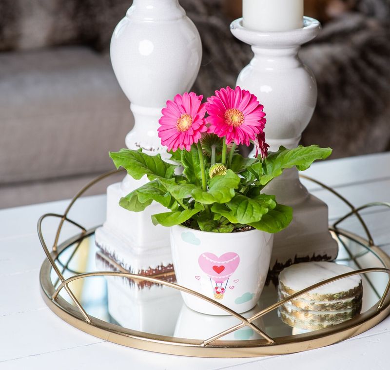 Gerbera Daisy