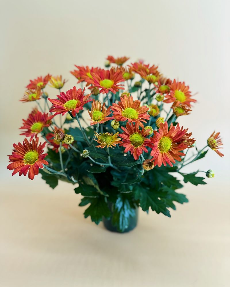 Chrysanthemum