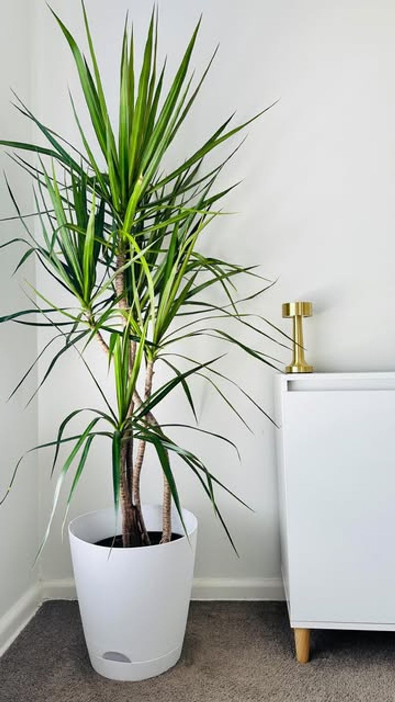 Dracaena