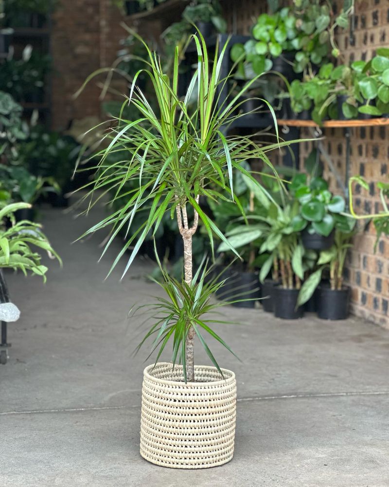 Dracaena (Dracaena marginata)