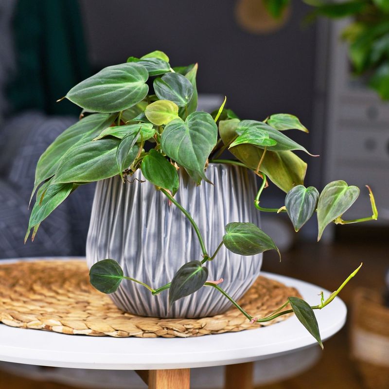 Philodendron: Heart-Shaped Leaf Wonder