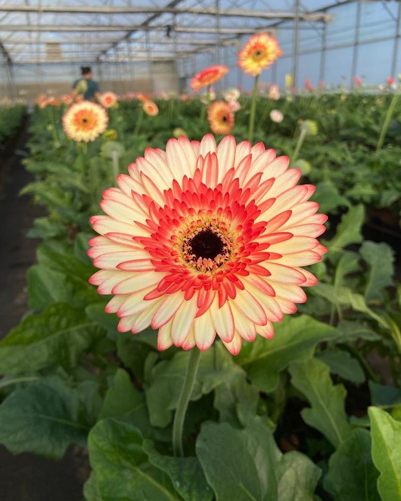 Gerbera Daisy