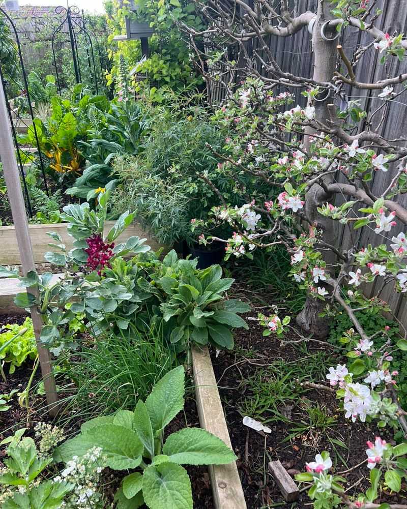 Edible Forest Nook