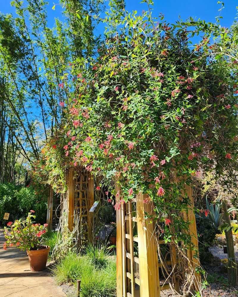 Fruiting Vines on Trellises Double as Food Sources