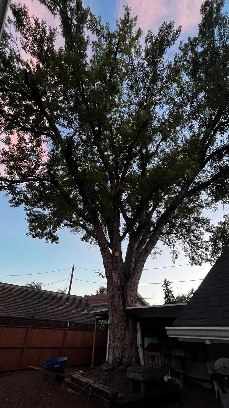 Silver Maple: The Plumbing Nightmare