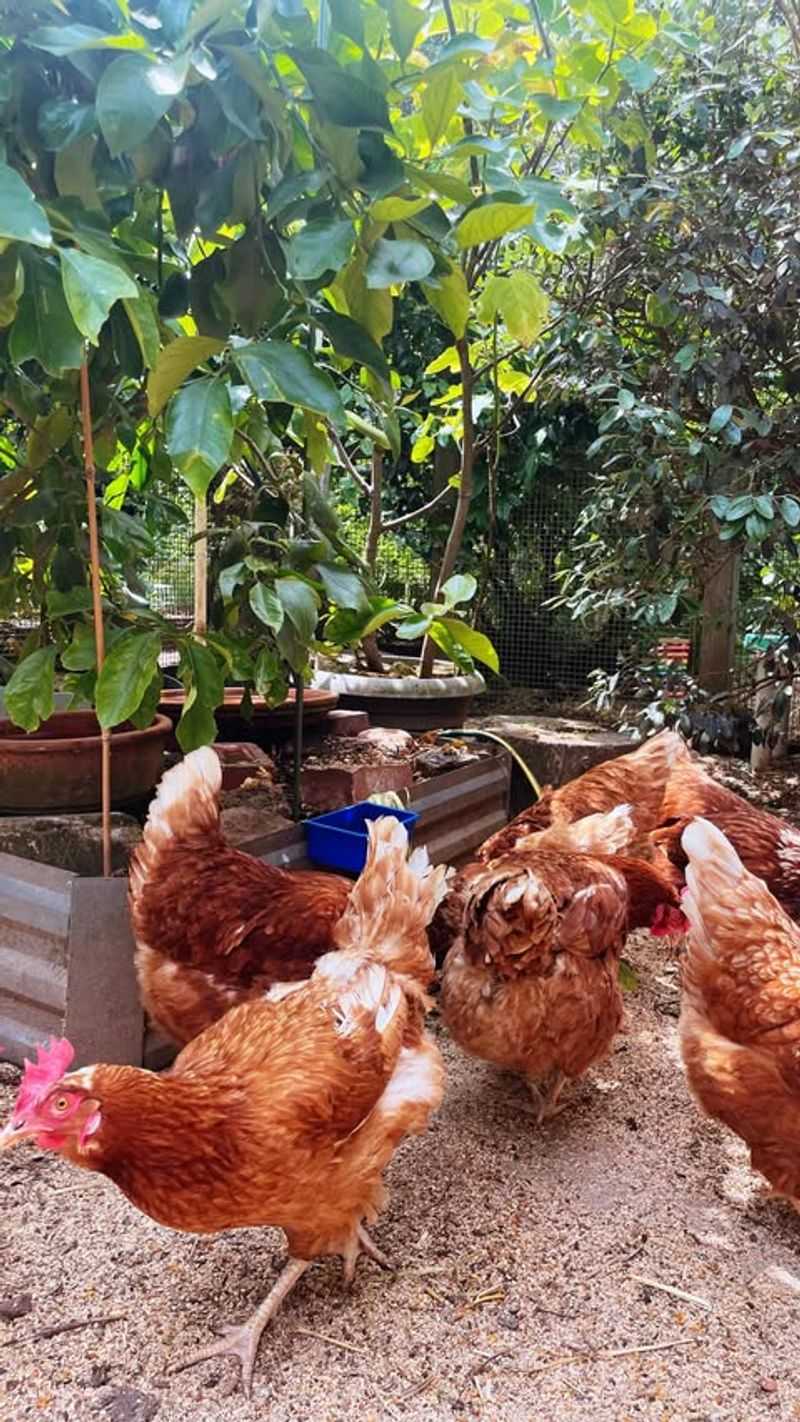 Chicken Integration