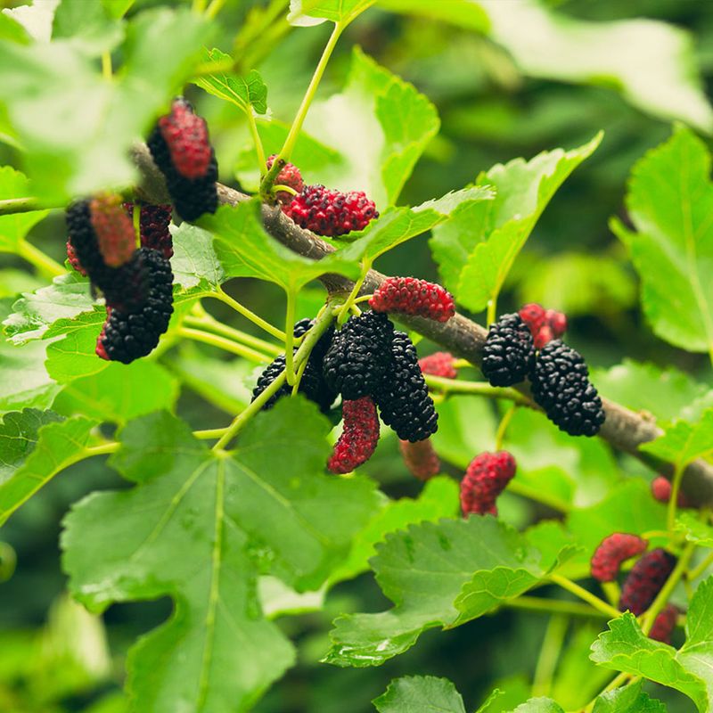 Mulberry: Fast-Growing Fruit Factory