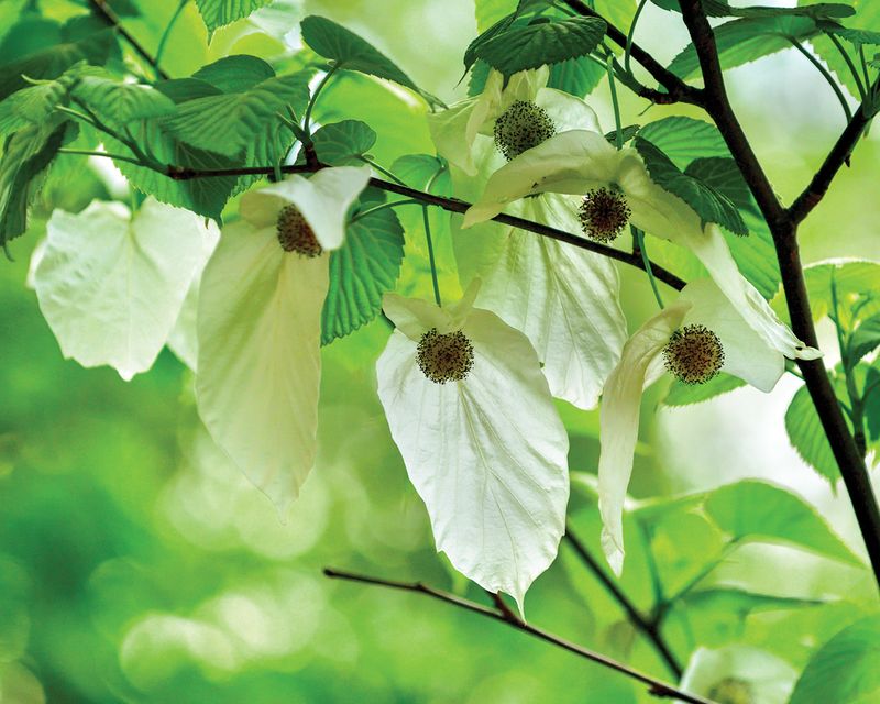 Dove Tree