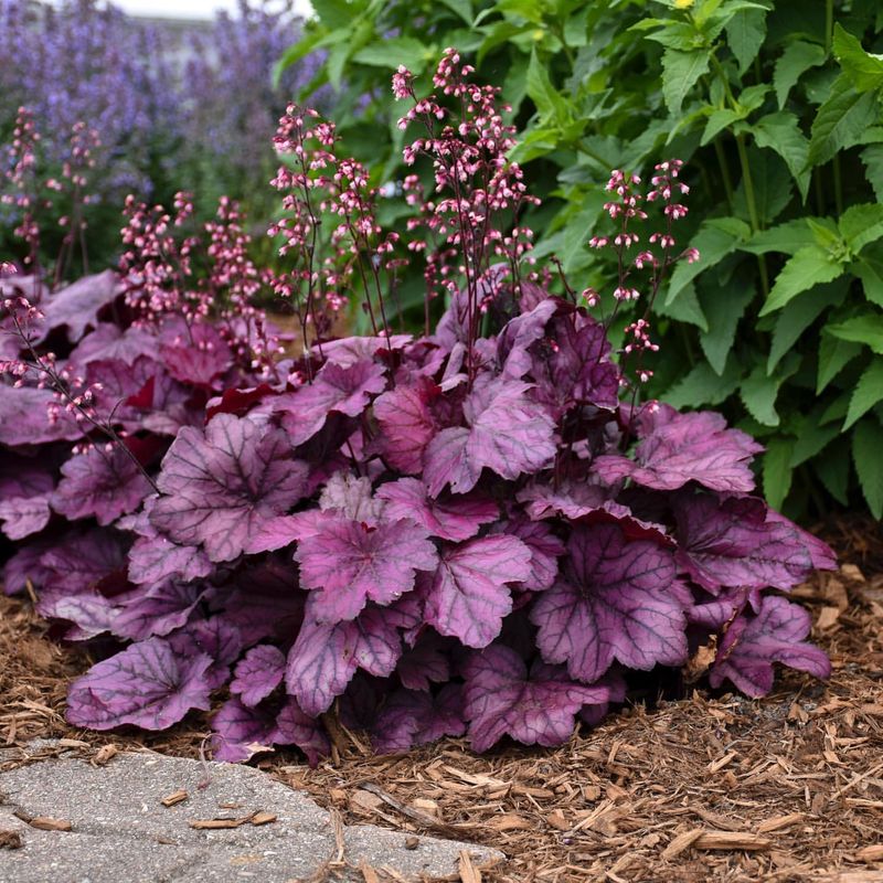 Heuchera
