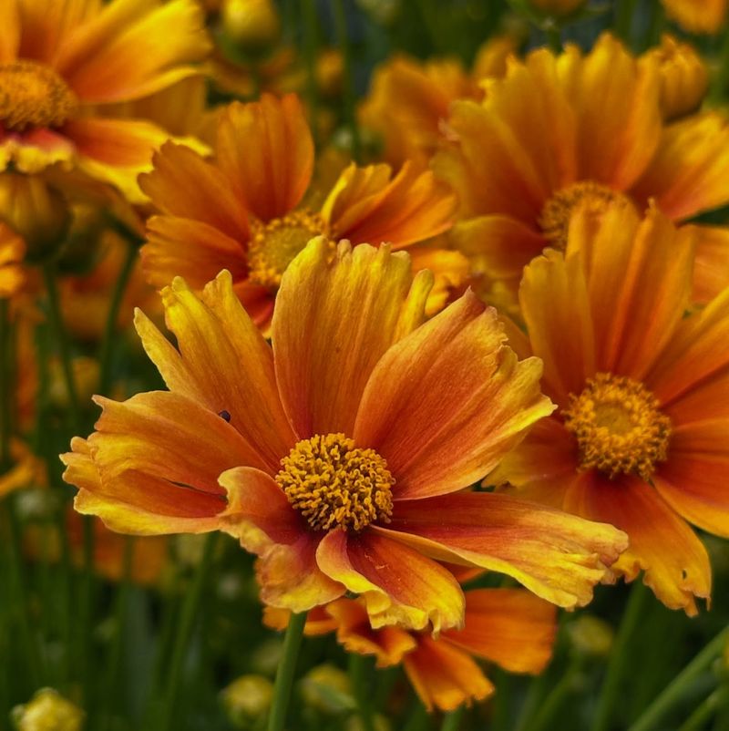 Coreopsis