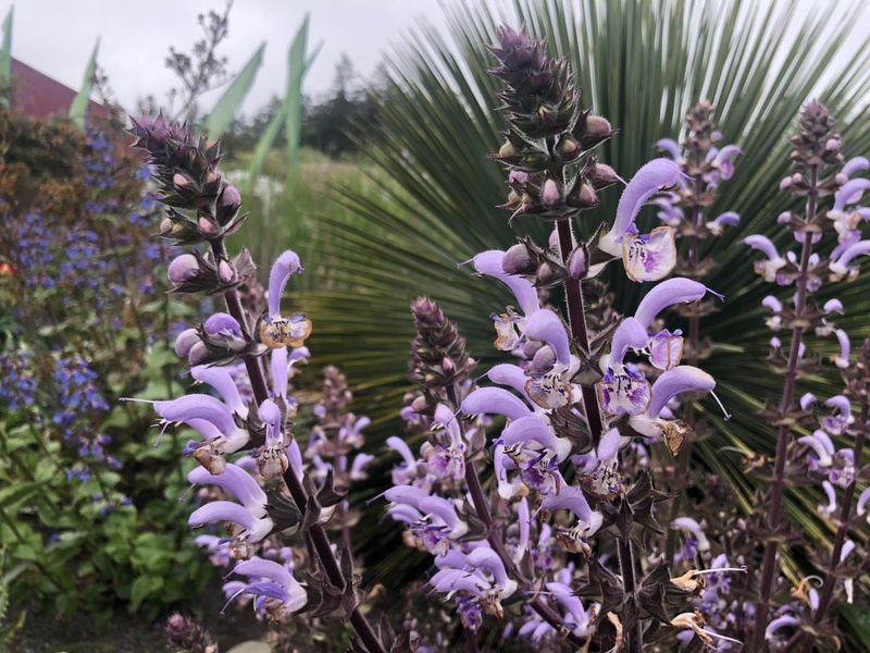 Salvia Seeks Seasonal Splitting
