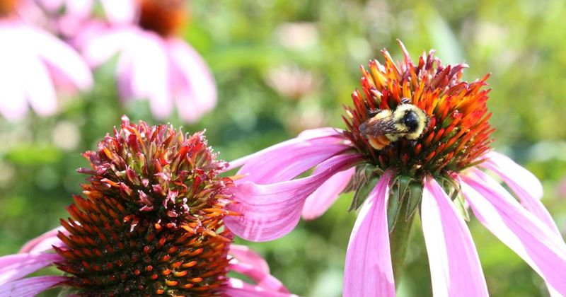 Echinacea: Drought-Tolerant Medicine For Pollinators