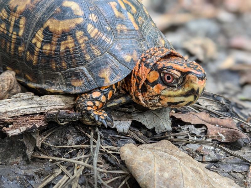 Eastern Box Turtles: Slow-moving Garden Companions
