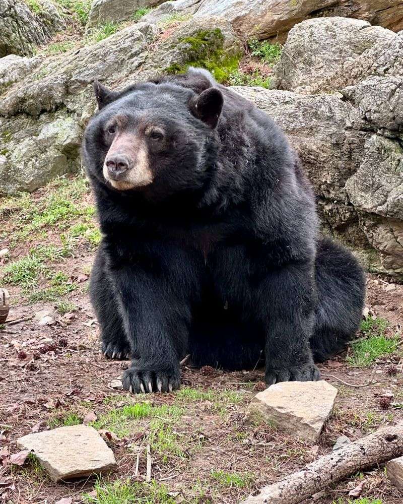 Black Bears