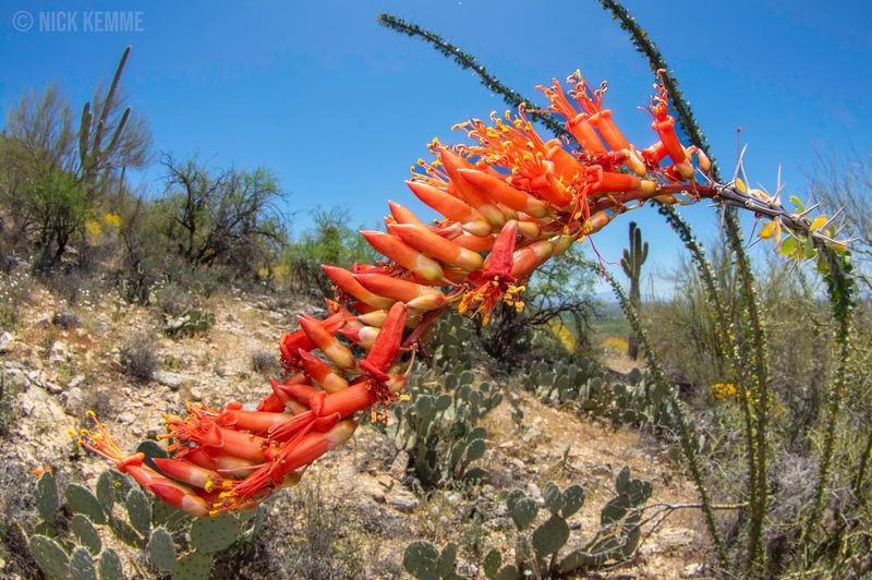 Ocotillo