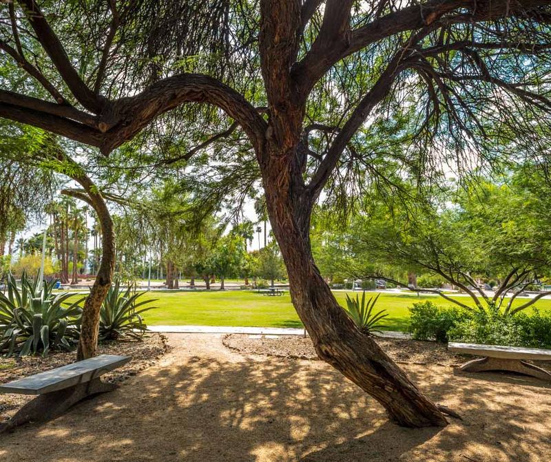Mesquite Tree
