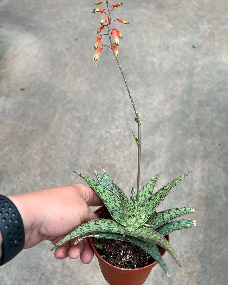 Aloe Vera