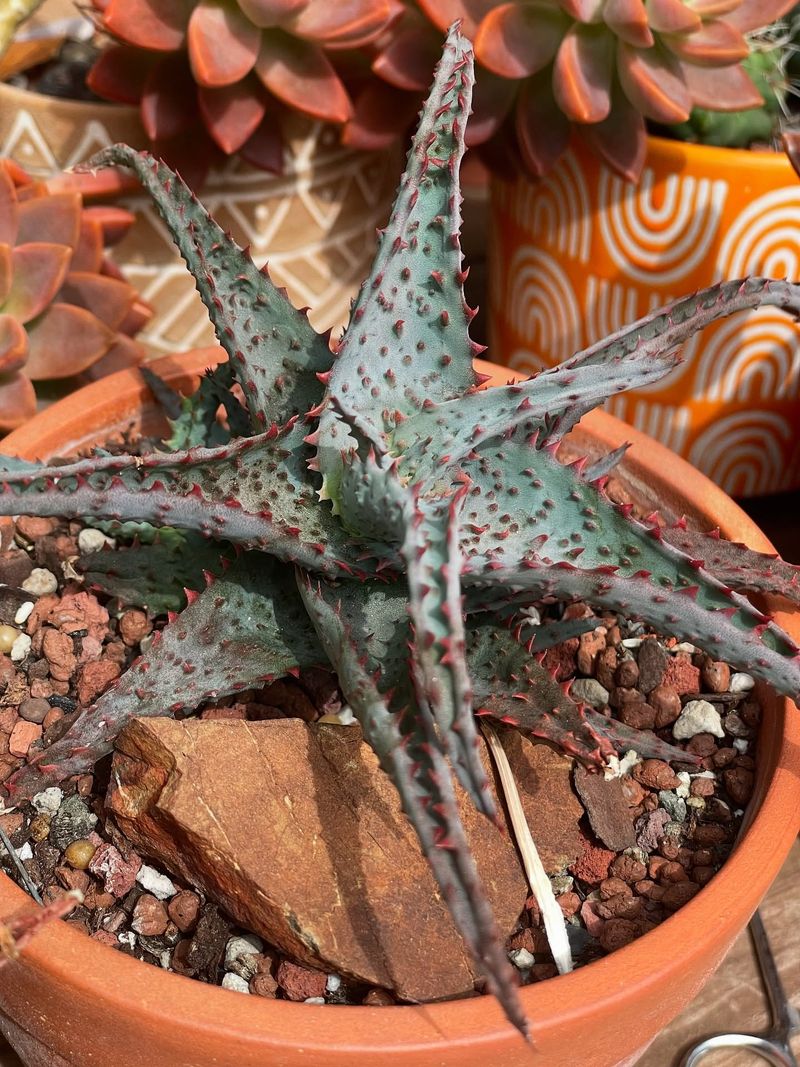 Blue Elf Aloe