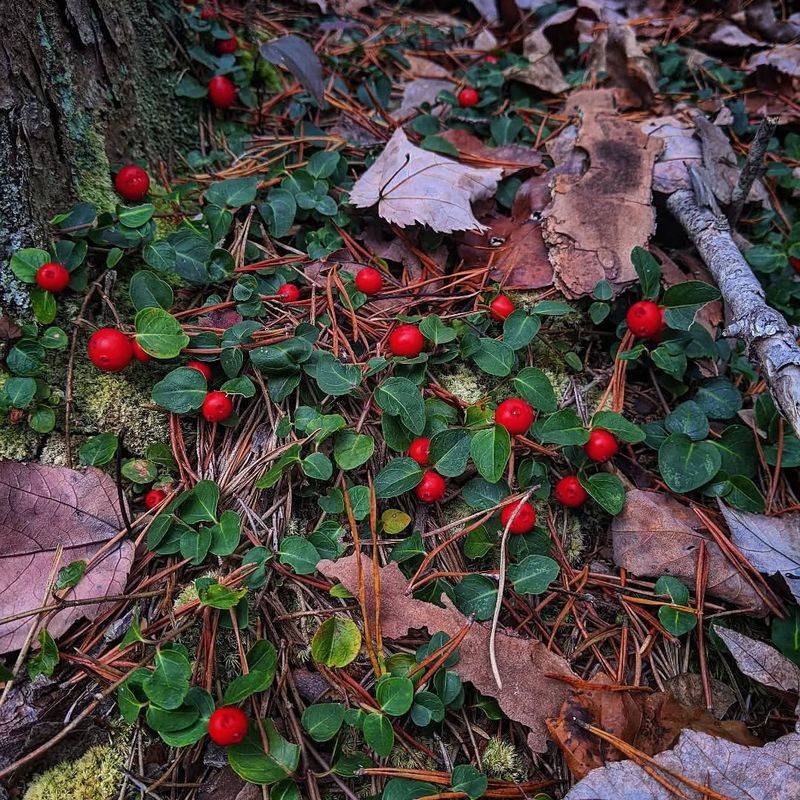 Partridgeberry