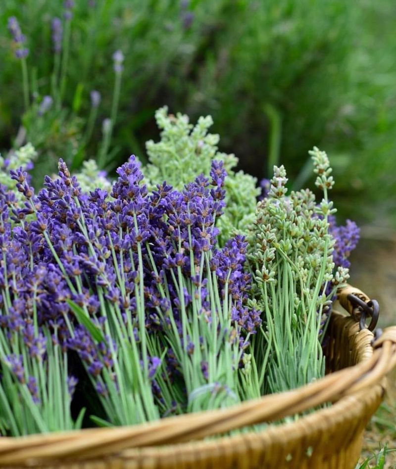 Lavender