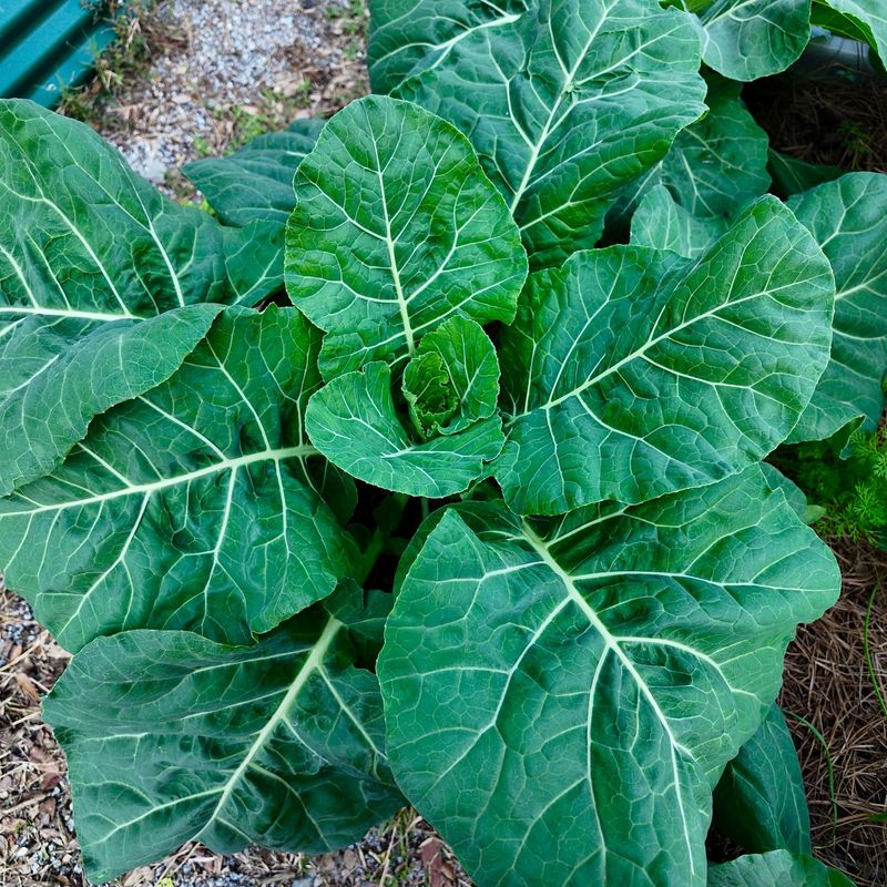 Collard Greens