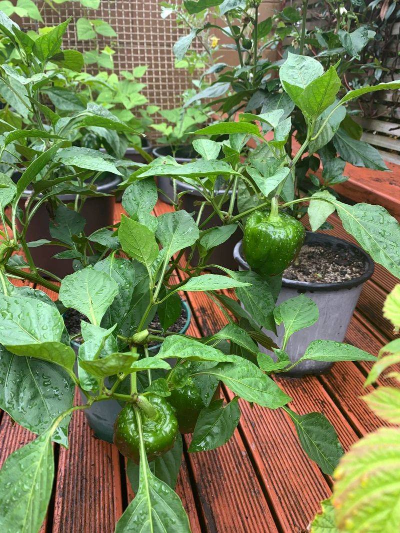 Peppers