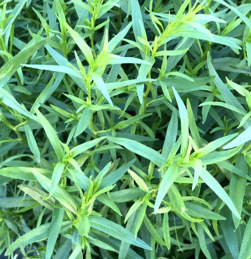 Tarragon