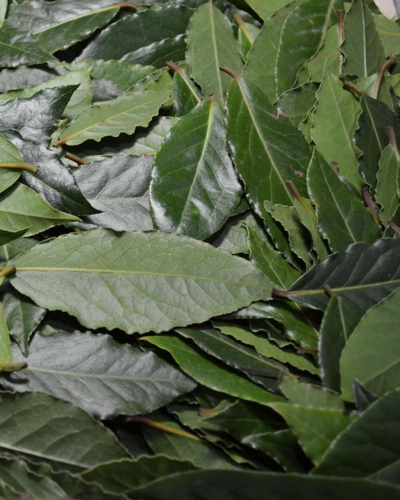 Bay Laurel