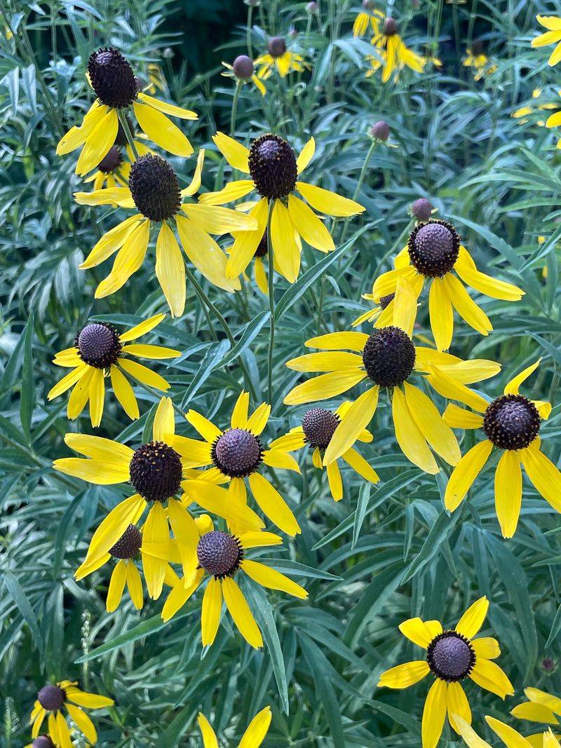 Gray-headed Coneflower